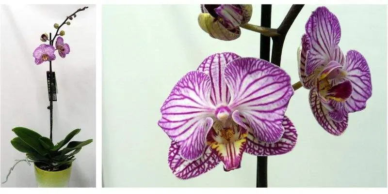 Фаленопсис Вайлет Страйп 1 ст. Д12