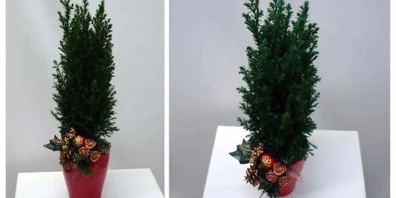 Новогодняя Композиция Кипарис