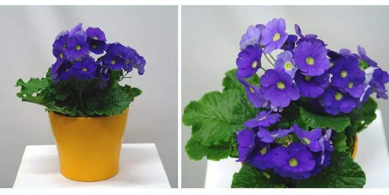 Примула Обконика Д12