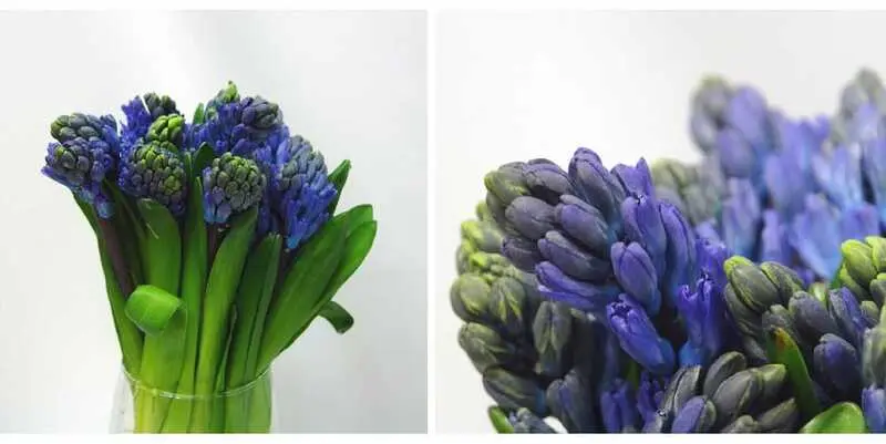 Гиацинт Делф Блю