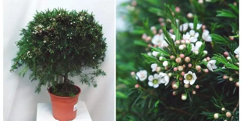 Хамелациум Снуфлэйк Д19 Н65