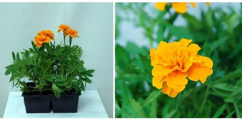 Растение открытого грунта Бархатцы