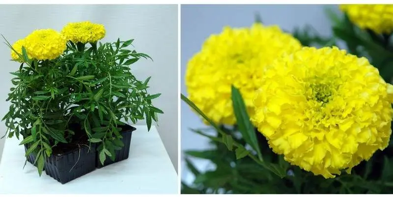 Растение открытого грунта Бархатцы