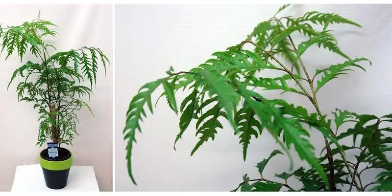 Полисциас Фабиан Д10