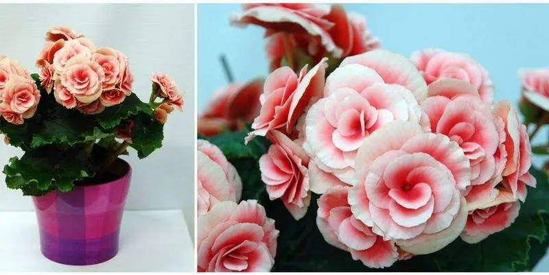 Бегония Элатиор Премиум Д12